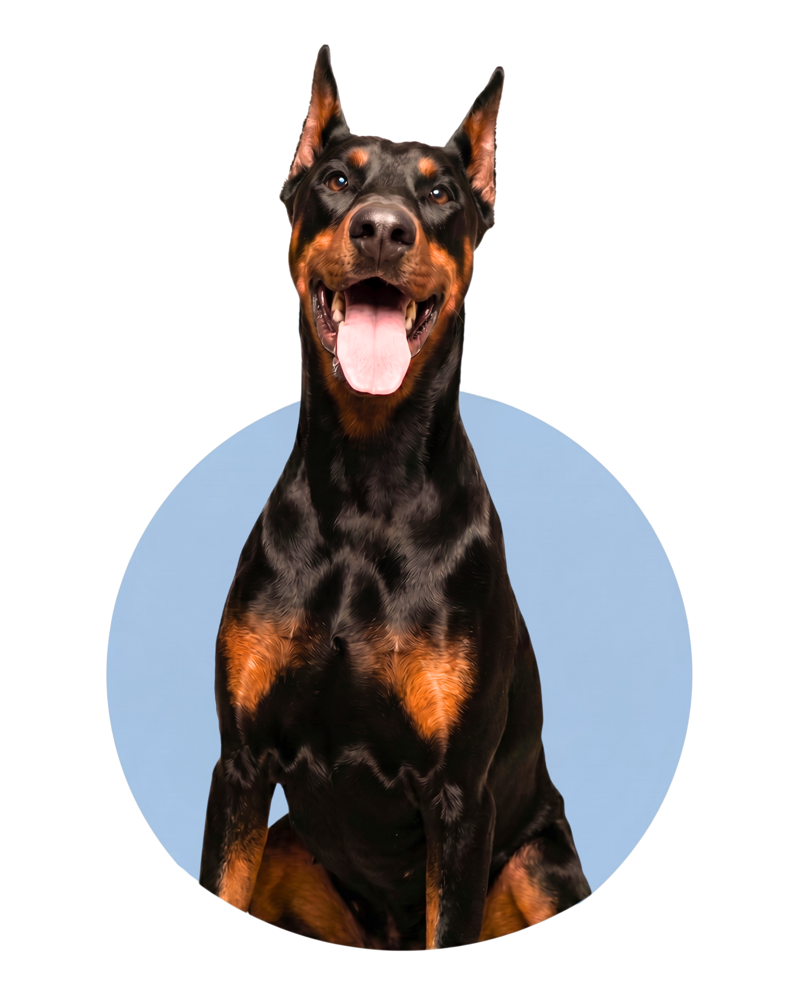 Doberman portrait