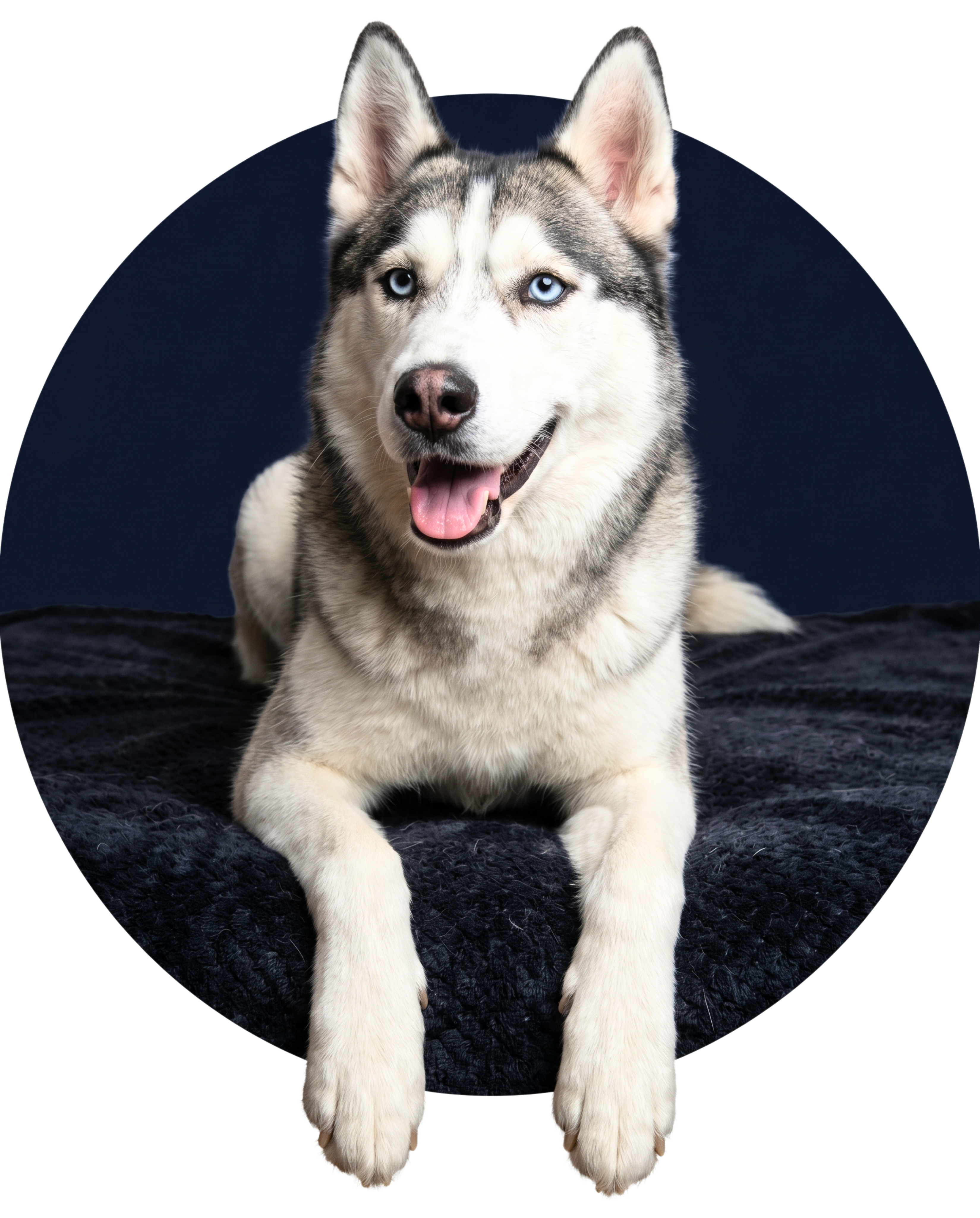 Husky resting
